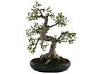Bonsai potis 60 cm SH-20533