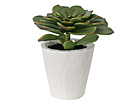 Succulent 23 cm SH-20538