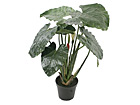 Taro taim potis 90 cm SH-20543