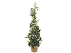 Jasmiini p&uuml;ramiid 94 cm SH-20544