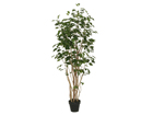Viigipuu New Ficus potis 140 cm SH-25315