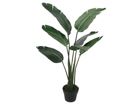 Traveller palm
