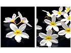 Pildid l&otilde;uendil 50x60 cm AL-26173