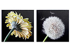 Pildid l&otilde;uendil 50x50 cm AL-26518