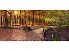Pilt Autumn Forest