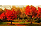 Pilt Gorgeous Fall Colors