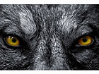 Pilt Beautiful Eyes of a Wild Wolf