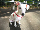 Pilt Jack Russell Terrier 53x40 cm NW-27884