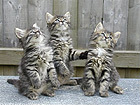Pilt Three Kittens 80x60 cm NW-27887