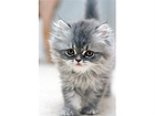 Pilt Walking Kitten 50x75 cm NW-27888