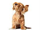 Pilt Puppy Listening to Music 50x64 cm NW-27889
