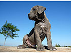 Pilt Puppy Cane Corso 55x40 cm NW-27891