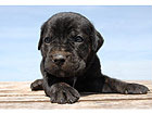 Pilt Puppy Cane Corso 1 88x60 cm NW-27892