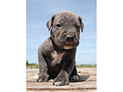 Pilt Puppy Cane Corso 2 53x40 cm NW-27893
