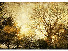 Pilt Vintage Forest 58x40 cm NW-27947