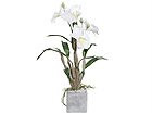 Valge orhidee Catleya SH-29204