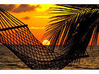 Pilt Hammock and Palm