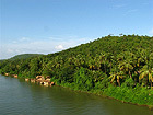 Pilt Evergreen Nature