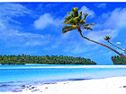 Pilt Palm Tree on One Foot Island