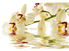 Pilt White Orchid