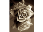 Pilt Sepia Rose