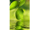 Pilt Green Leaves