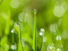 Pilt Morning Dew Drops