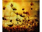 Pilt Old-Fashioned Flower
