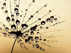 Pilt Close-up of Wet Dandelion Seed