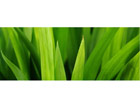 Pilt Smooth Leaves