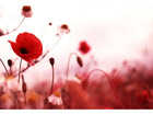 Pilt Poppy Field