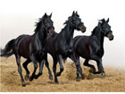 Pilt Three horses