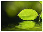 Pilt Green Leaves and Reflection in Water