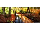 Pilt Autumn Forest 1