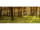 Pilt Autumn Forest Panorama