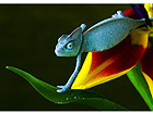 Pilt Chameleon