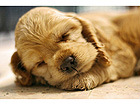 Pilt A Dog Sleeping
