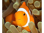Pilt A Clown Anemonefish