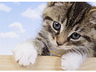Pilt A Little Kitten 1