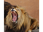 Pilt A Lion Yawning