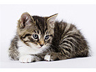 Pilt A Little Kitten - Fluffy Pets