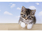 Pilt A Little Kitten