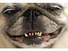 Pilt A Pug With a Cheeky Smile
