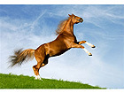 Pilt Bavarian Chesnut Horse