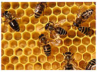 Pilt Bees Inside the Hive