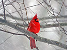 Pilt Cardinal in Winter