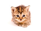 Pilt Cat At Rest On White Background