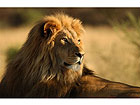 Pilt Close-up of an African Lion