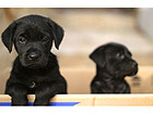 Pilt Cute Puppies