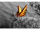 Pilt Electric Butterfly
